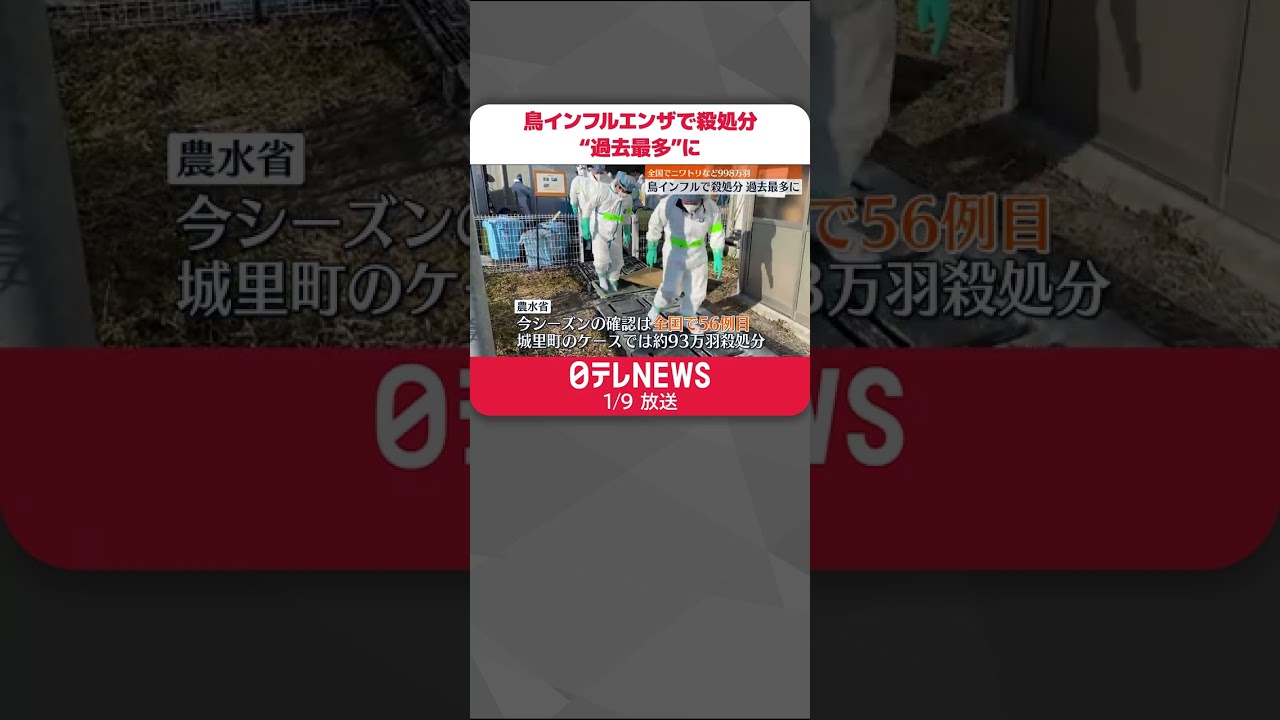 【鳥インフルエンザ】全国でニワトリなど998万羽…殺処分“過去最多”に #shorts