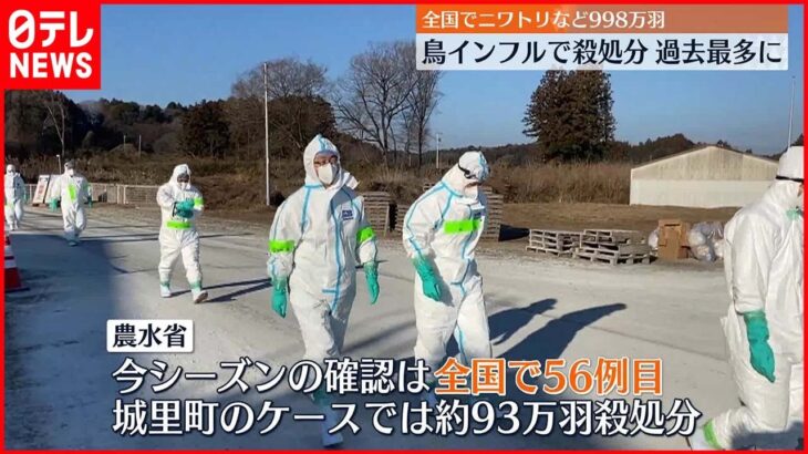 【鳥インフルエンザ】全国でニワトリなど998万羽…殺処分“過去最多”に