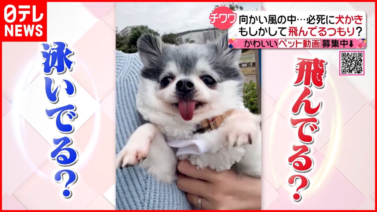【投稿動画】歩いてるつもり?のチワワ『every.特集』