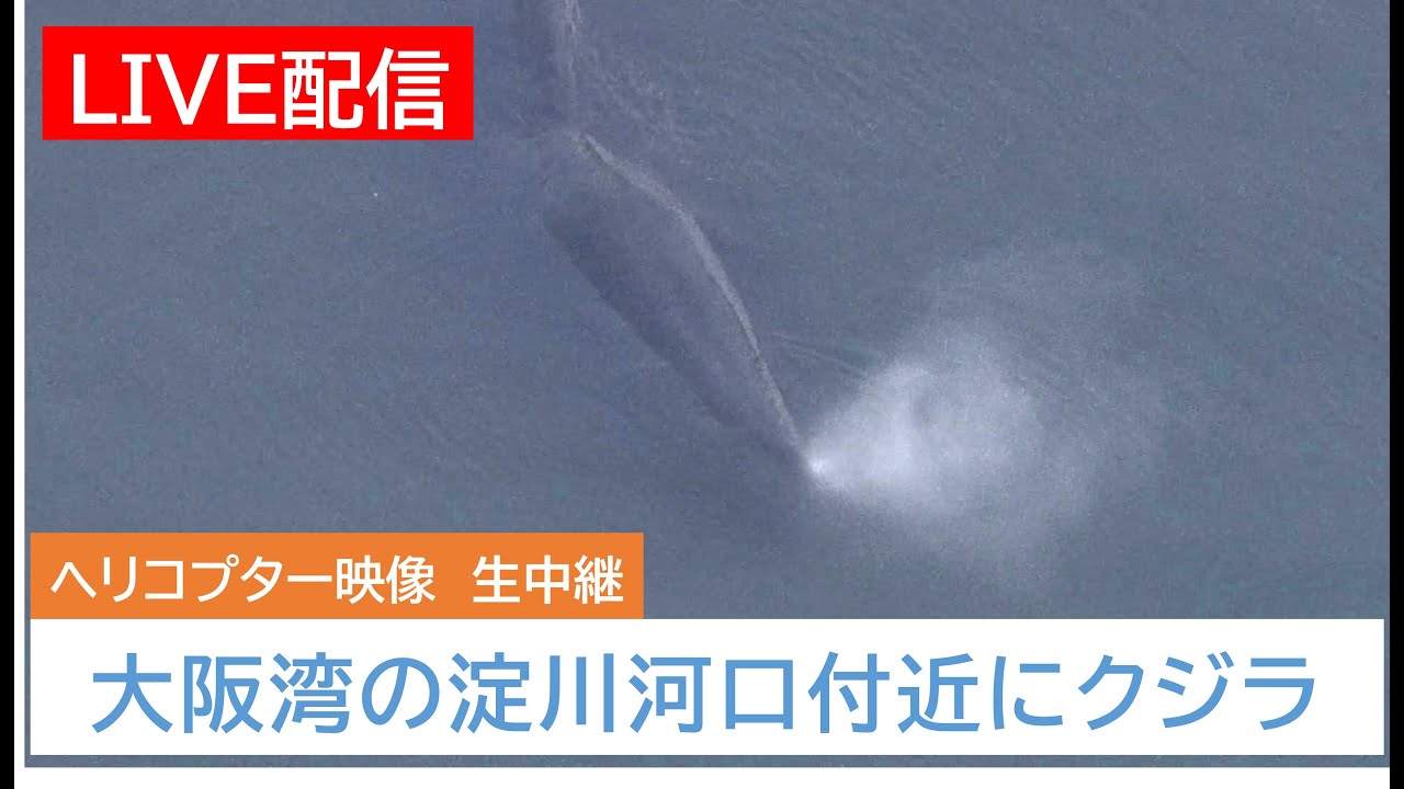 【LIVE配信】大阪湾の淀川河口付近に約5mのクジラ迷い込む ヘリ映像【読売テレビニュース】