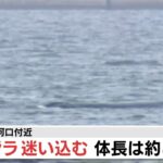 【LIVE】大阪・淀川河口付近にクジラが迷い込む…体長は約８ｍ　小型艇で監視中
