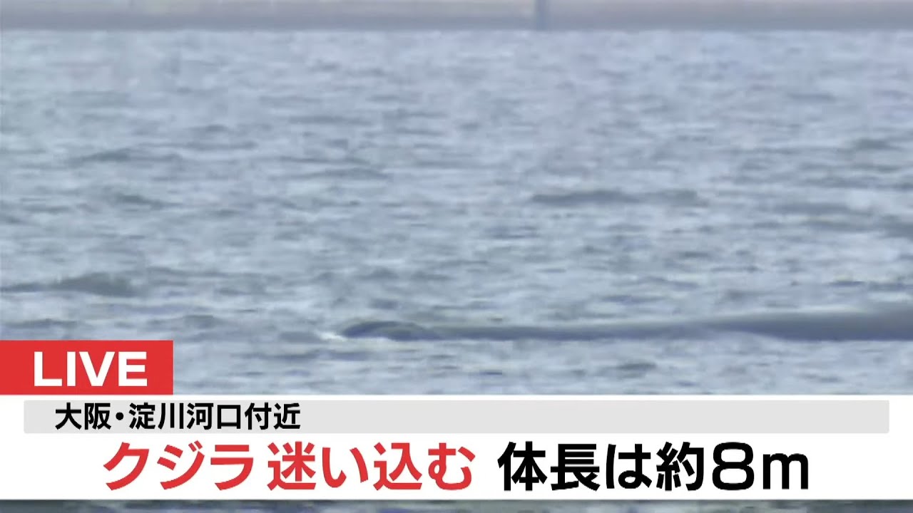 【LIVE】大阪・淀川河口付近にクジラが迷い込む…体長は約８ｍ　小型艇で監視中