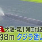 【LIVE】通報から８時間経過…大阪・淀川河口付近にクジラ迷い込む「マッコウクジラか」現在の様子は？体長は約８ｍ　小型艇で監視中
