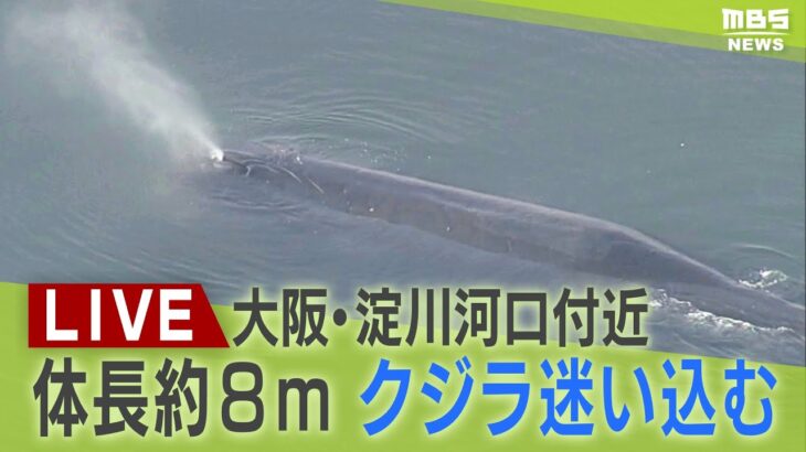 【LIVE】通報から８時間経過…大阪・淀川河口付近にクジラ迷い込む「マッコウクジラか」現在の様子は？体長は約８ｍ　小型艇で監視中