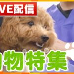 【動物特集 LIVE配信】片足のコウノトリ/保護犬カフェ/人の言葉がわかるトド/猫に助けられたジオラマ食堂/獣医師の奮闘の日々/盲導犬との再会