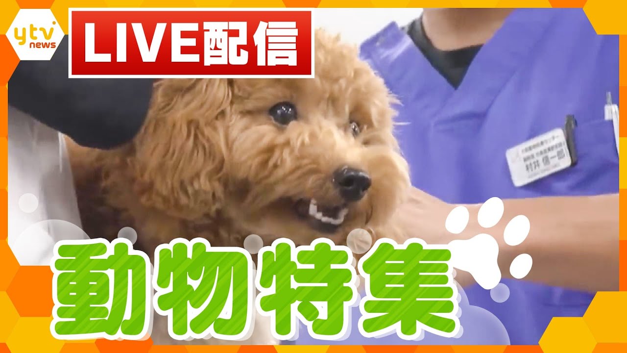 【動物特集 LIVE配信】片足のコウノトリ/保護犬カフェ/人の言葉がわかるトド/猫に助けられたジオラマ食堂/獣医師の奮闘の日々/盲導犬との再会