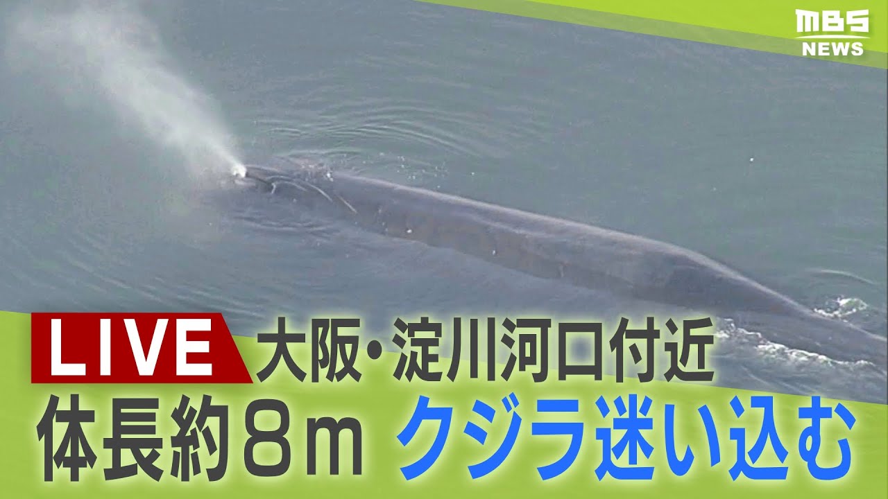 【LIVE】発見から2日…迷いクジラの『ヨドちゃん』引き続き 大阪・淀川の河口付近に