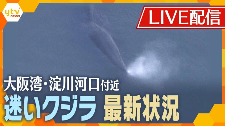 【LIVE配信】大阪湾・淀川河口付近のクジラ　最新状況（定点カメラ）【読売テレビニュース】