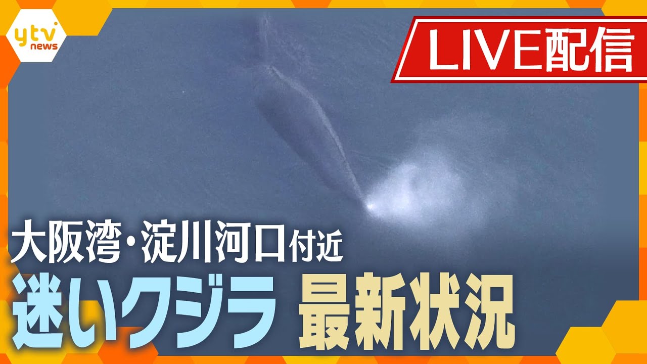 【LIVE配信】大阪湾・淀川河口付近のクジラ 最新状況(定点カメラ)【読売テレビニュース】