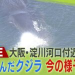 【LIVE】発見から４日…大阪・淀川河口付近の迷いクジラ『ヨドちゃん』最新状況は？潮を吹く様子も