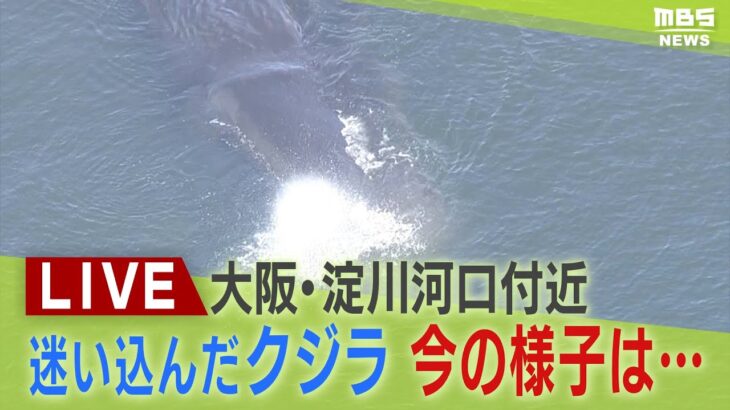 【LIVE】発見から４日…大阪・淀川河口付近の迷いクジラ『ヨドちゃん』最新状況は？潮を吹く様子も
