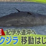 【LIVE】迷いクジラ『ヨドちゃん』ガス抜きなど行い　紀伊水道沖へ　移動始まる　淀川河口付近に突如現れる