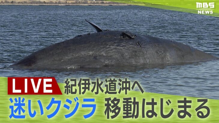 【LIVE】迷いクジラ『ヨドちゃん』ガス抜きなど行い　紀伊水道沖へ　移動始まる　淀川河口付近に突如現れる