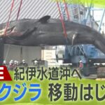 【LIVE】迷いクジラ『淀ちゃん』の船が出航　 紀伊水道沖へ　気になる今の様子は？　ガス抜き作業などを終える