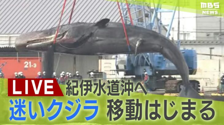 【LIVE】迷いクジラ『淀ちゃん』の船が出航　 紀伊水道沖へ　気になる今の様子は？　ガス抜き作業などを終える
