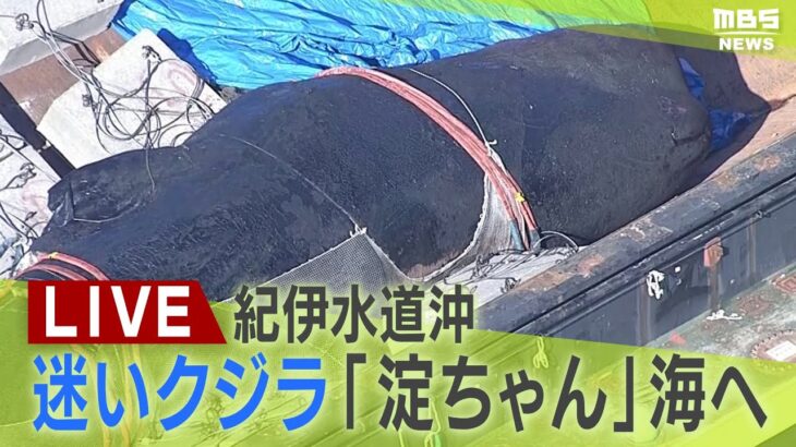 【LIVE】迷いクジラ『淀ちゃん』まもなく海へ…和歌山・白浜沖　気になる今の様子は？発見から１１日目で海へ