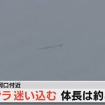 【LIVE】体長約８ｍのクジラ　大阪・淀川河口付近に迷い込む　小型艇で監視中【ヘリ映像】