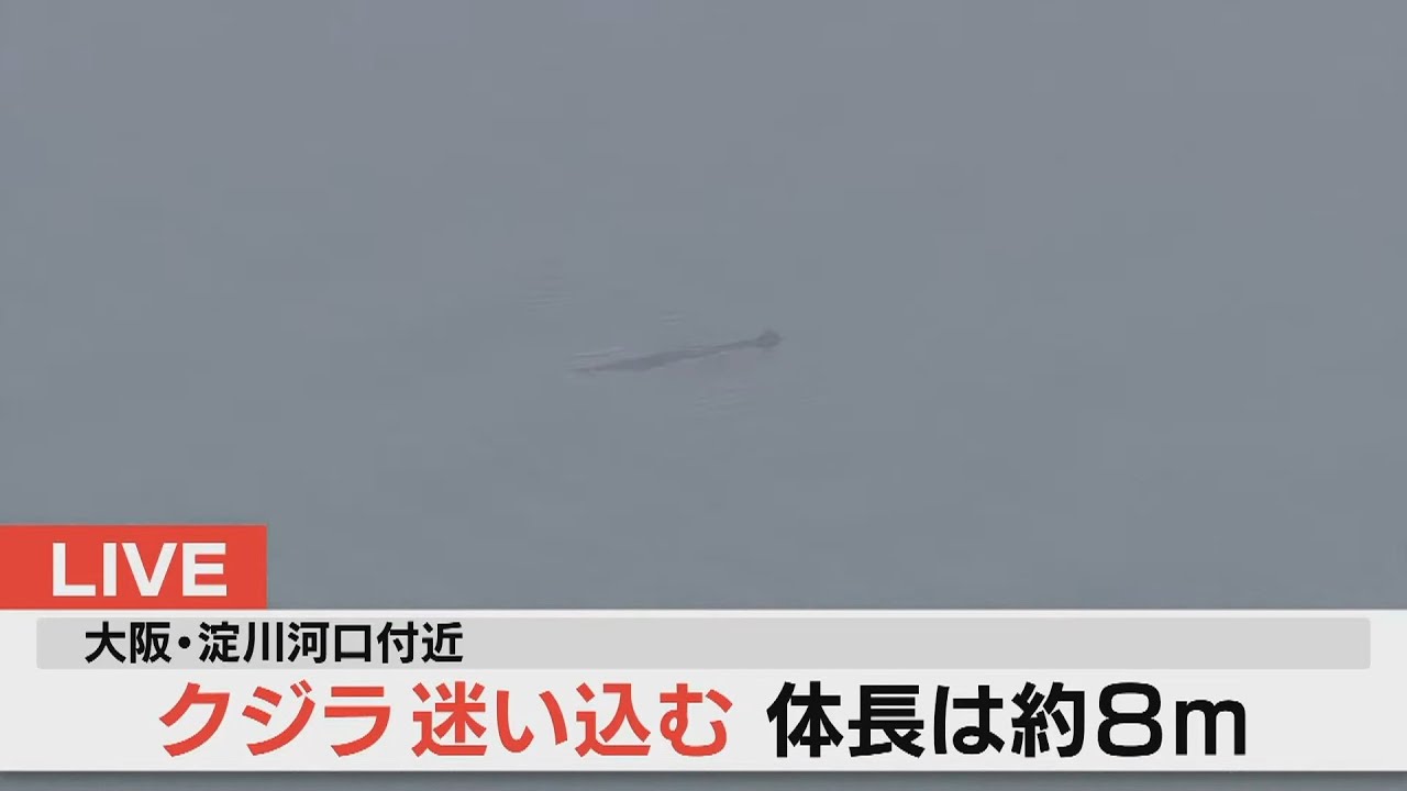 【LIVE】体長約8mのクジラ 大阪・淀川河口付近に迷い込む 小型艇で監視中【ヘリ映像】