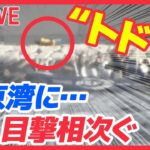 【ライブ】東京湾に出没…トドか？（日テレNEWS LIVE）