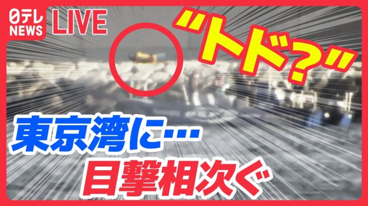 【ライブ】東京湾に出没…トドか？（日テレNEWS LIVE）