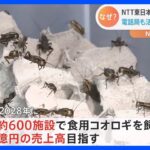 「サクサクしててエビせんみたい」NTT東日本が“食用コオロギ”飼育を初公開　“昆虫食事業”参入で数十億円の売り上げ目指し｜TBS NEWS DIG