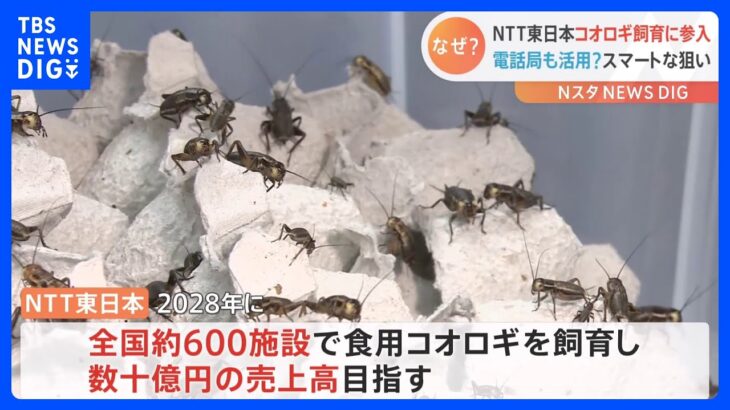 「サクサクしててエビせんみたい」NTT東日本が“食用コオロギ”飼育を初公開　“昆虫食事業”参入で数十億円の売り上げ目指し｜TBS NEWS DIG