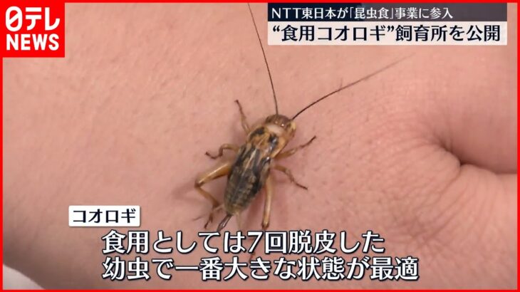 【食用コオロギ】NTT東日本「昆虫食」事業に参入 飼育所を公開