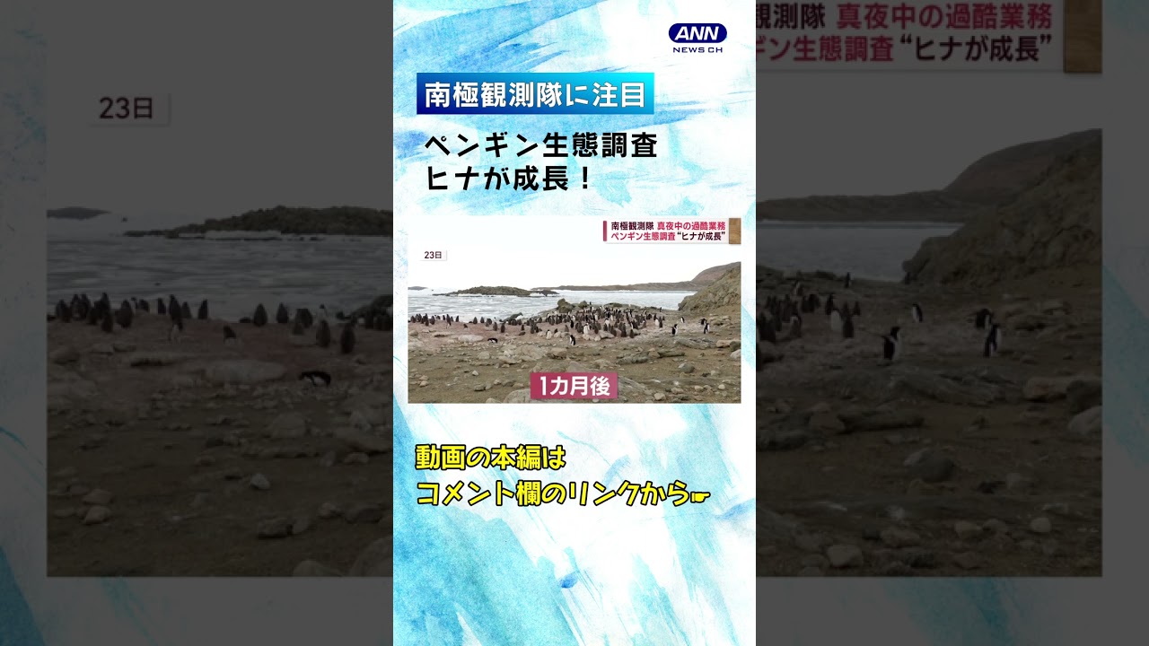 ペンギン生態調査、ヒナが成長！【南極観測隊】#shorts