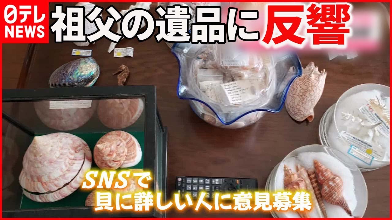 【長年集めた貝殻】写真をSNSに投稿したら…“博物館級”のものが