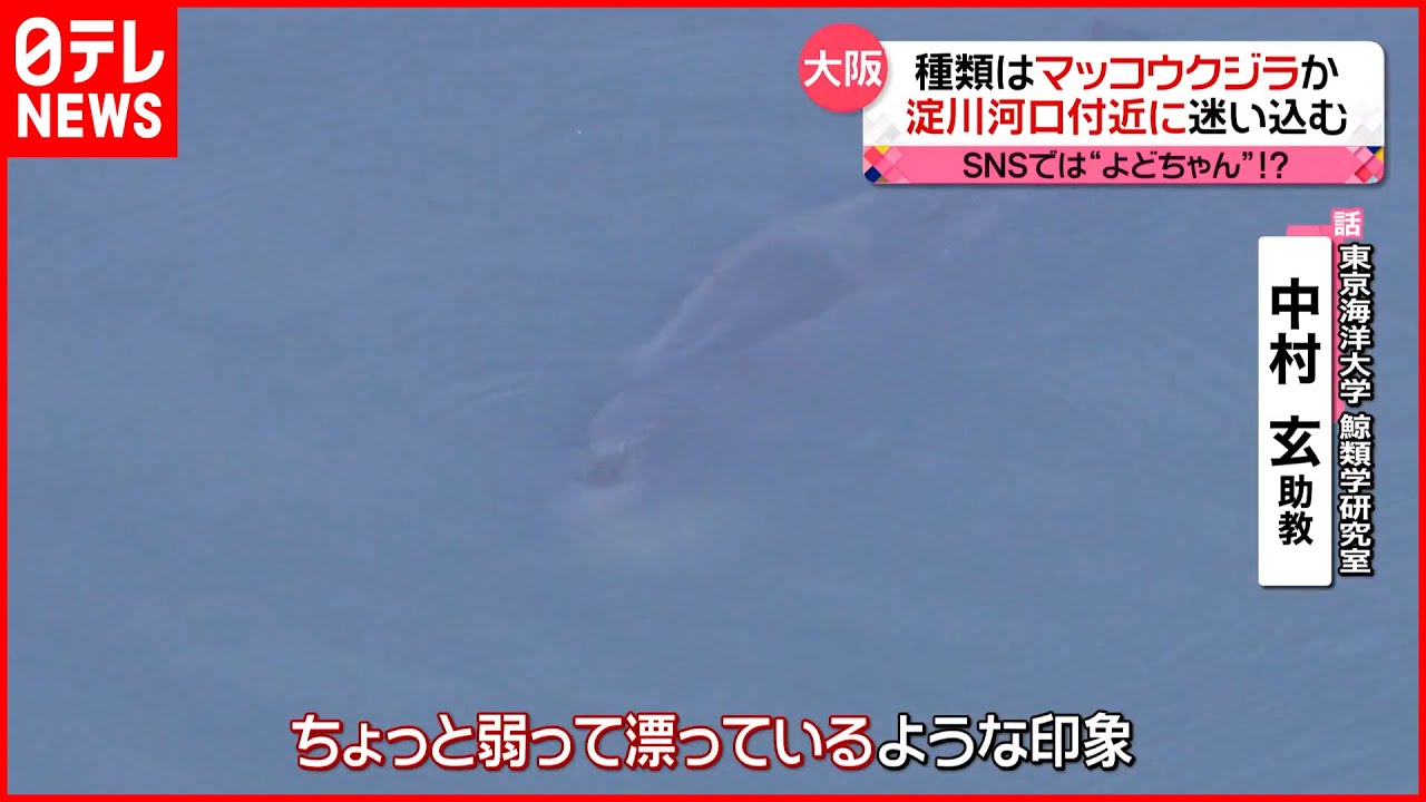【突如】大阪湾・淀川河口付近に迷い込む USJ近くに体長8mのクジラ