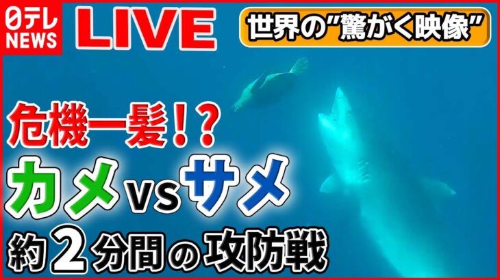 【世界の驚愕映像ライブ】サメVSカメ 命がけの戦い /パトカーが猛スピードで店に衝突/事故車両の中からブタ…どうして？/花火が人の方向へ 四方八方へ避難――ニュースまとめ（日テレNEWS LIVE）