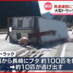 【事故】大型トラック横転…“ブタ10匹”逃げ出す 中国自動車道