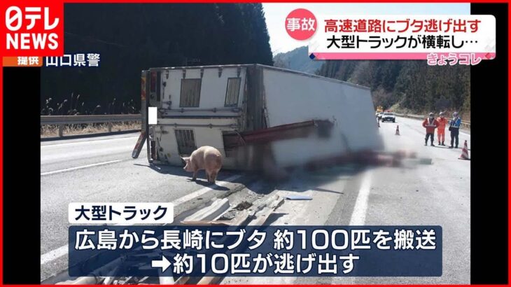 【事故】大型トラック横転…“ブタ10匹”逃げ出す 中国自動車道