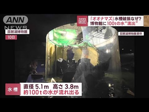 【水100トン流出】博物館で大型水槽壊れる　オオナマズが一時不明に(2023年2月13日)