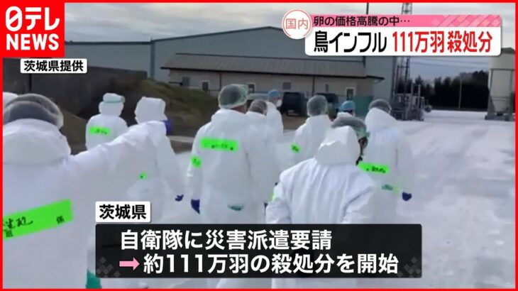 【約111万羽が殺処分】養鶏場で“鳥インフル” 茨城・八千代町