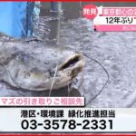 【巨大ナマズ】12年ぶりに“池の水”抜き生態調査で捕獲 東京・港区