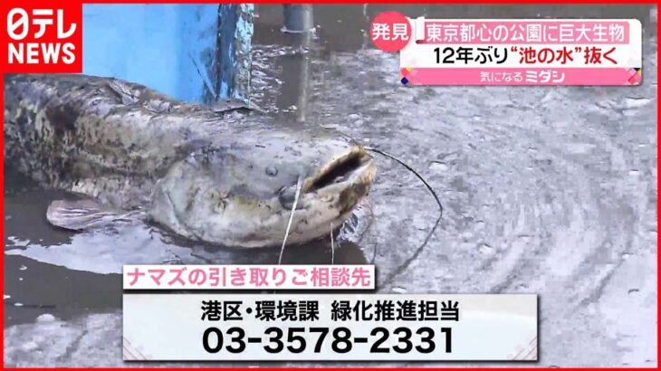 【巨大ナマズ】12年ぶりに“池の水”抜き生態調査で捕獲 東京・港区