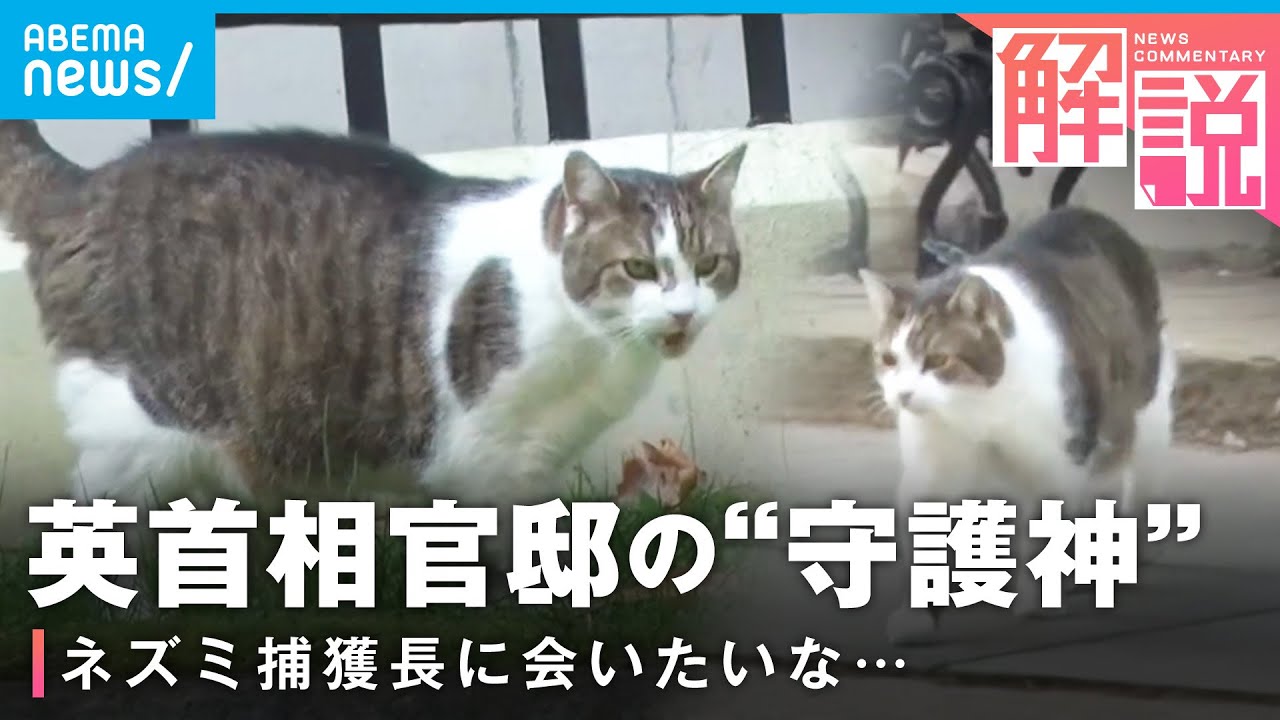 【就任12年】会えるかな？イギリス首相官邸の”ネズミ捕獲長”猫のラリー｜ロンドン支局 佐藤裕樹記者