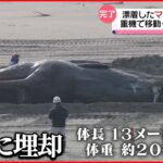【マッコウクジラ】体長13メートル・体重20トン 漂着したクジラを砂浜に埋却