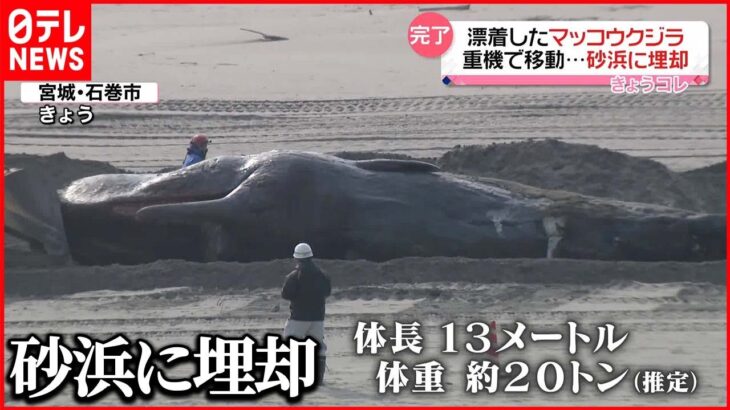 【マッコウクジラ】体長13メートル・体重20トン 漂着したクジラを砂浜に埋却