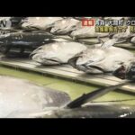 クロマグロの漁獲量報告せず2人逮捕　青森・大間町(2023年2月7日)