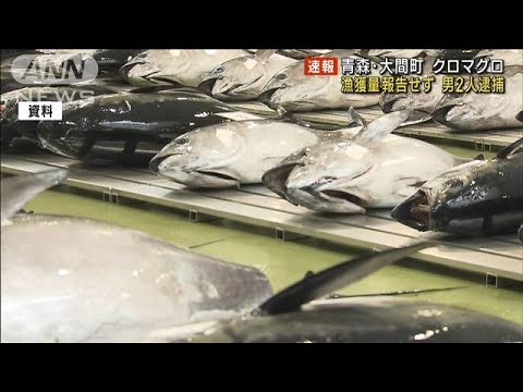 クロマグロの漁獲量報告せず2人逮捕　青森・大間町(2023年2月7日)