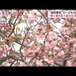 “強烈寒気”ピーク…最深積雪216cmも　春の三重奏「桜×菜の花×富士山」実現は？(2023年2月15日)