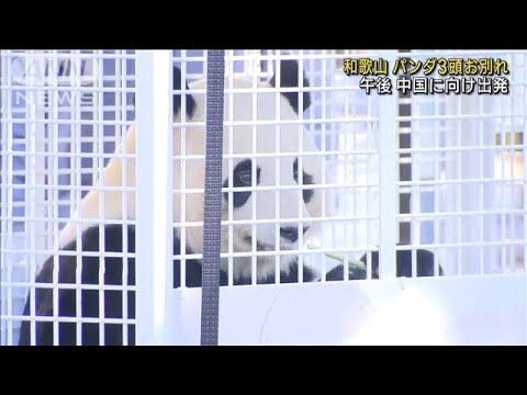 パンダ3頭お別れ　午後中国へ　和歌山アドベンチャーワールド(2023年2月22日)