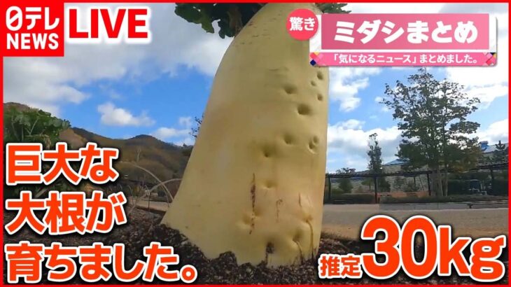 【バズニュース ライブ】 「30キロ」の大根/“縁起がいい”　食堂に「黄金のナマズ」/珍しい深海魚…“リボンイワシ”撮影成功！　など　（日テレNEWS LIVE）