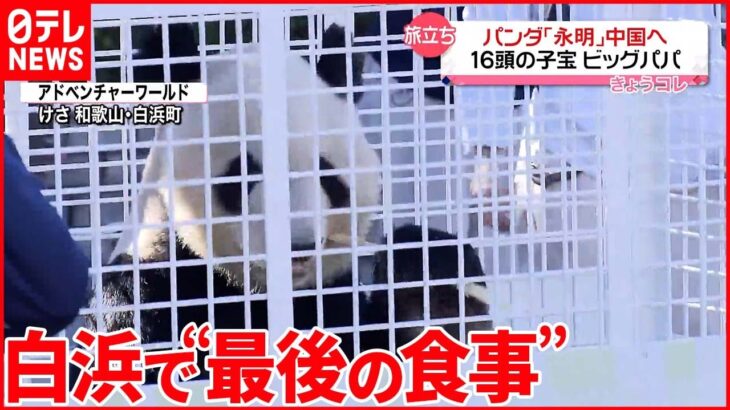 【和歌山のパンダ】3頭中国に返還へ　16頭の子宝“ビッグパパ”