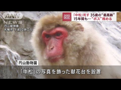 “最高齢”のボスザル「中松」　35歳で死ぬ　札幌・円山動物園(2023年2月3日)