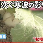 【野菜高騰】凍って収穫できず 北日本はまた大荒れ予想