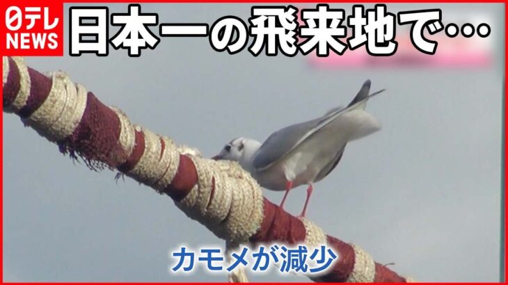 【異変】千葉・銚子市で「カモメ」減少 “おこぼれ”少なくなったのも影響？