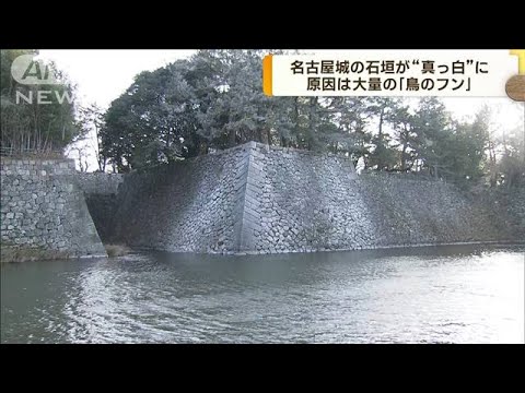名古屋城の石垣が“真っ白”に　原因は「鳥のフン」(2023年2月3日)